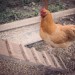 070512_0492 thumbnail