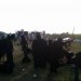 IMG_7985 thumbnail