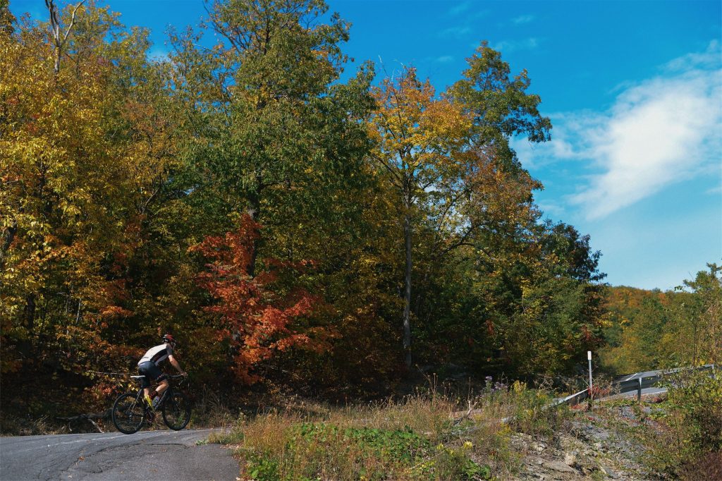 PearlPalooza 2022 Lineup Announced Keep Albany Boring